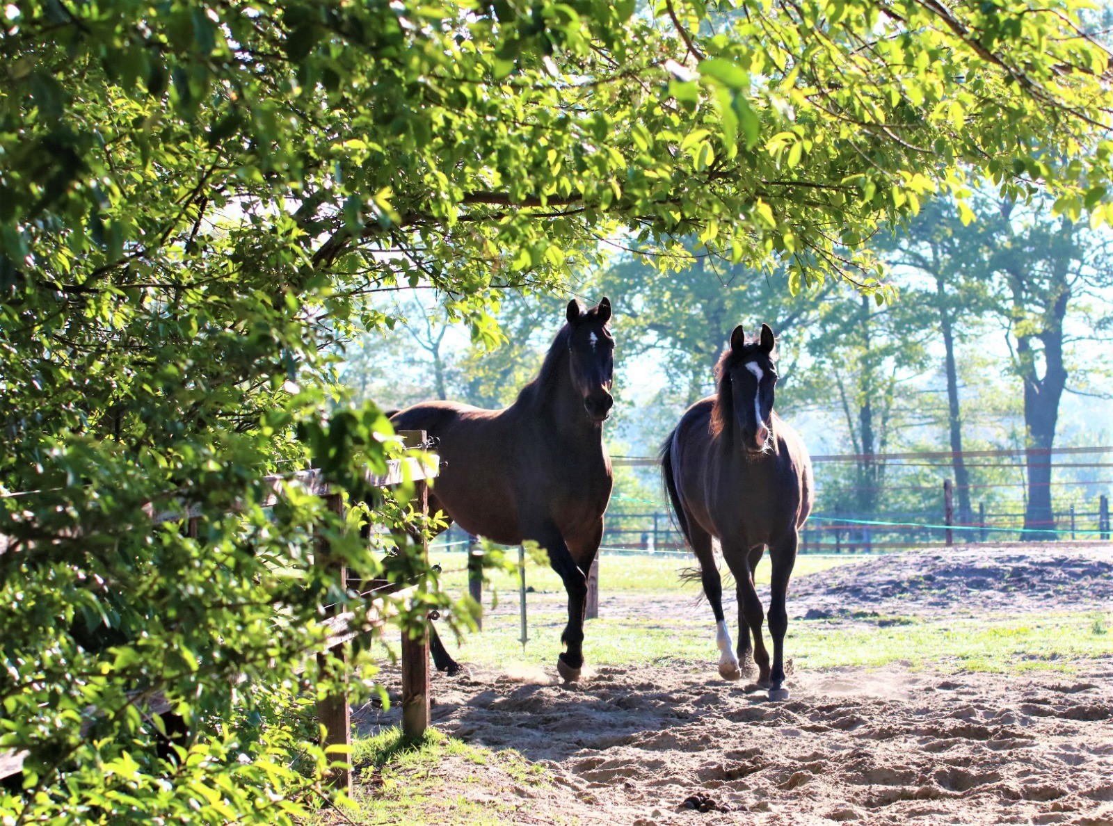 Paarden